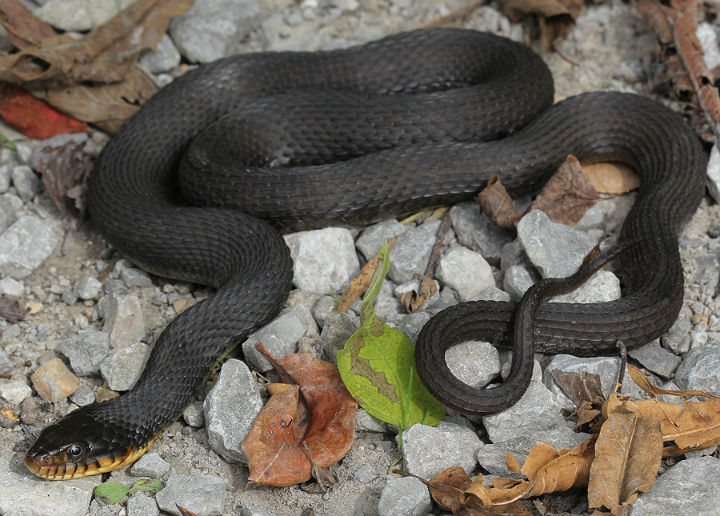 Plainbelly Water Snake